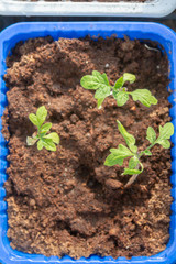 Young seedlings sprouted in a plastic container in early spring