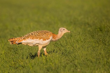 Great bustard walking around in plain grass