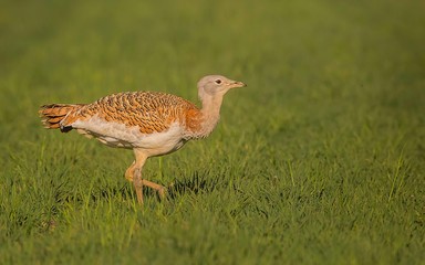 Great bustard walking around in plain grass