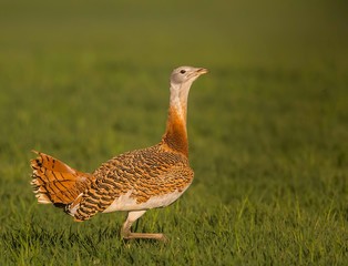 Great bustard walking around in plain grass