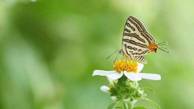 Butterfly (The Club Silverline) feeding on flower, Thailand.