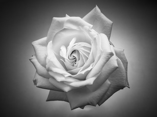 White rose in top view, with details. Symbol of romance, love, peace and harmony.