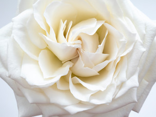 White rose in top view, with details. Symbol of romance, love, peace and harmony.