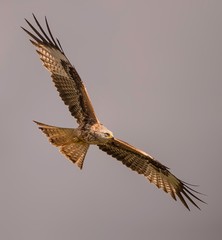 Red kite in flight