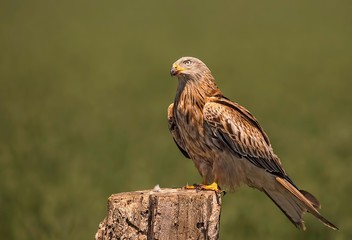 Red kite perched