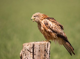 Red kite perched and screaming