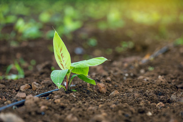 indina agriculture ,  banana field