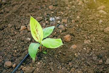 indina agriculture ,  banana field