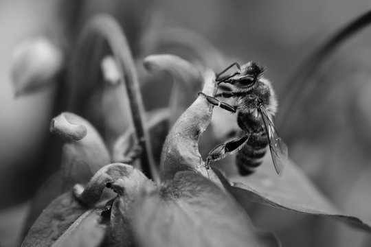 Waldbiene auf Futtersuche an Blume - Monochrome