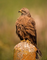 Black kite perched in search for food