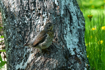 thrush bird on tree trunk using protective coloration to blend with surroundings