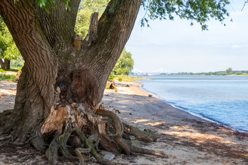 Fototapeta premium Beach and bridge at river Waal Beuningen