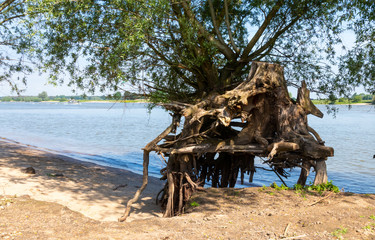 Fototapeta na wymiar River Waal Beuningen with tree roots in water