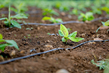 indian banana  field