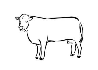 Hand drawn cute cow sketch illustration. Vector black ink drawing farm animal, outline silhouette isolated on white background