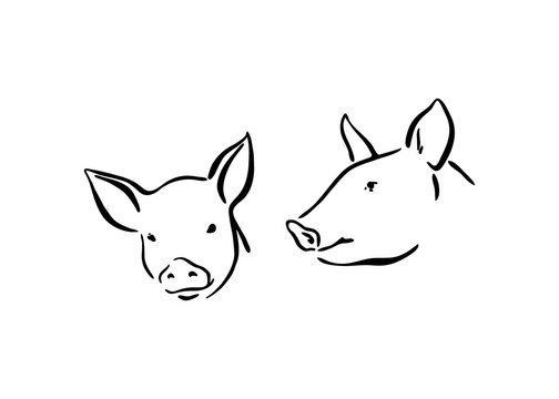 Two hand drawn cute pig sketch illustration. Vector black ink drawing farm animal, outline silhouette isolated on white background