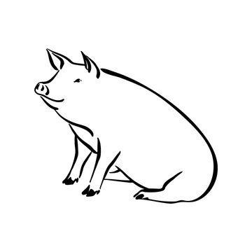 Hand drawn cute pig sketch illustration. Vector black ink drawing farm animal, outline sitting pet silhouette isolated on white background