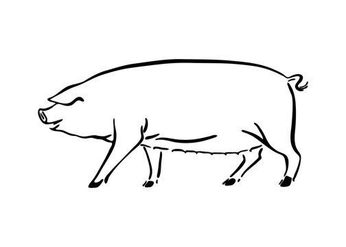 Hand drawn pig sketch illustration. Vector black ink drawing farm animal, outline sow silhouette isolated on white background
