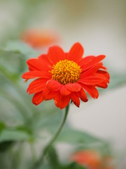 orange Gerbera Daisy flower on blurred of nature background