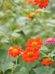 orange Gerbera Daisy flower on blurred of nature background