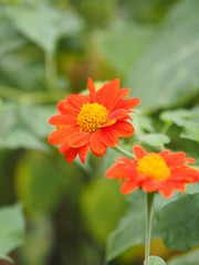 orange Gerbera Daisy flower on blurred of nature background