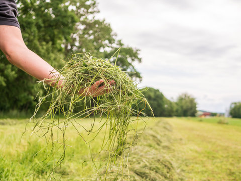 Mann mit Heu in der Hand, Landwirtschaft, Natur
