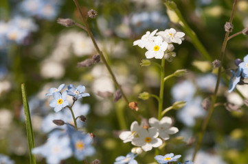 Forget-me-not blue flowers