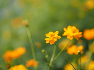 Yellow Flower,  African Marigold, Mexican Aster, Klondyke Type Bright Light Sulphureus beautiful blurred of nature background