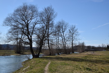 Bäume am Ufer der Mangfall bei Bruckmühl