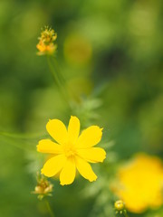 Yellow Flower,  African Marigold, Mexican Aster, Klondyke Type Bright Light Sulphureus beautiful blurred of nature background