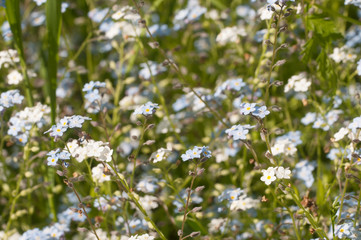 Forget-me-not blue flowers