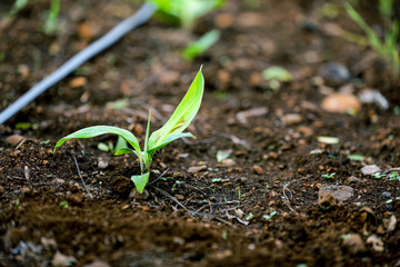 indina agriculture ,  banana field