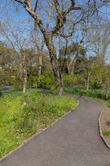 Fototapeta na wymiar Spring garden with walking path and trees