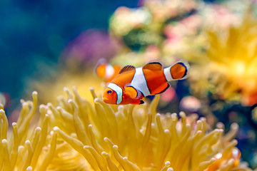 カクレクマノミ