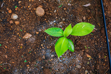 indina agriculture ,  banana field