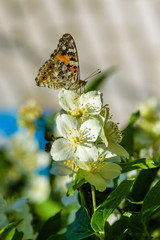 Butterfly on jasmine flower close up.