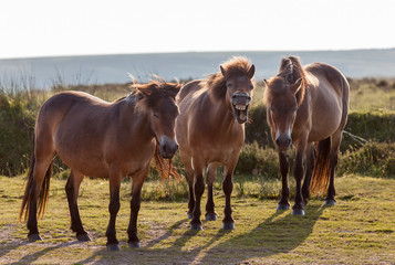 Three Sleeoy Exmoor Ponies