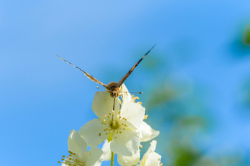 Butterfly on jasmine flower on the background of the sky close-up.