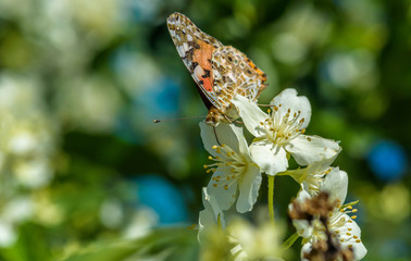 Butterfly on a jasmine bush in summer. Photographed close up.