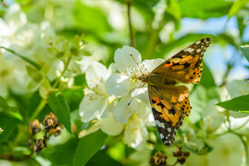 Butterfly on a jasmine bush in summer. Photographed close up.