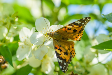 Butterfly on a jasmine bush in summer. Photographed close up.