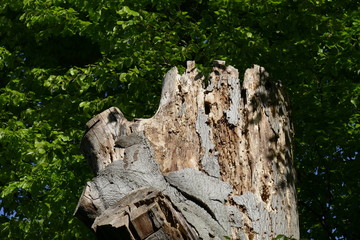 abgesägter Baumstumpf