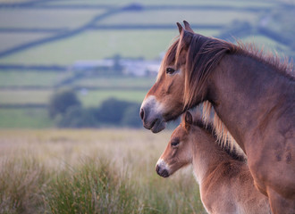 Exmoor Pony Mare and Foal