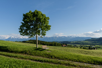 Bench under a beautiful tree with a view of the Bernese Alps