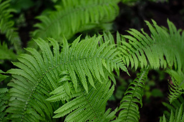 Fern leaves. Mysterious green forest plants. Interesting form.