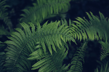 Fern leaves. Mysterious green forest plants. Interesting form.