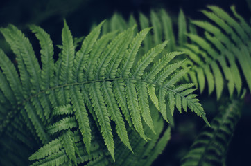 Fototapeta na wymiar Fern leaves. Mysterious green forest plants. Interesting form.