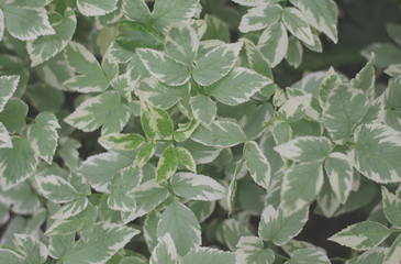 Cornus alba Bailhalo. Plant with leaves. The leaves are lighter at the ends.