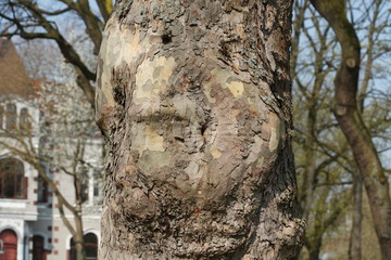 Fototapeta premium Alter knorriger Baumstamm, Holztextur, Hintergrundbild