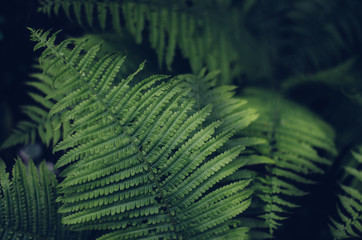 Fototapeta na wymiar Fern leaves. Mysterious green forest plants. Interesting form.